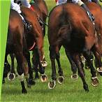 how to bet on horses